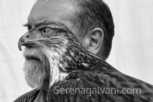 FALCONRY PORTRAITS