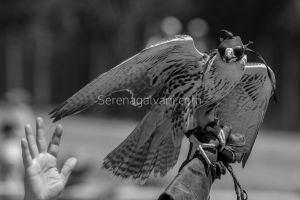 GAME FAIR